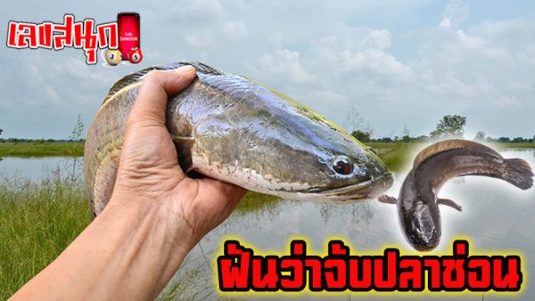 ฝันว่าจับปลาช่อนตัวใหญ่ -"Dreamed of catching a lucky snakehead fish."