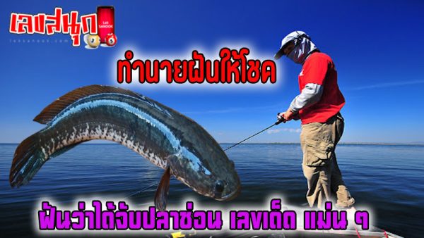 ฝันว่าจับปลาช่อนได้1ตัว-"Dreamed of catching a snakehead fish."