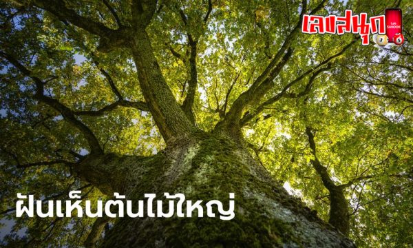 ฝันว่าได้ขึ้นต้นไม้สูงใหญ่-"Dreamed of climbing a tall tree."
