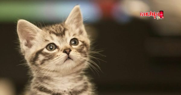 ฝันเห็นแมวคลอดลูก5ตัว - "Dreamed of seeing a cat giving birth to 5 kittens"