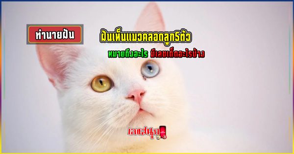 ฝันเห็นแมวคลอดลูก5ตัว - "Dreamed of seeing a cat giving birth to 5 kittens"
