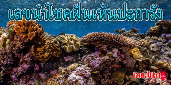 ฝันเห็นสัตว์ทะเล -"Dreaming of sea creatures"