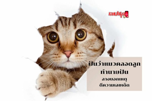 ฝันเห็นแมวออกลูก เลขเด็ด - "Dreaming of seeing a cat giving birth, lucky number"