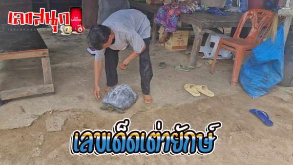 แห่ส่องเลข เต่ายักษ์ - "Find the giant turtle's number"