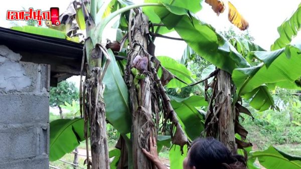 คนท้องเจอต้นกล้วยแปลก-"A pregnant woman found a strange banana tree."