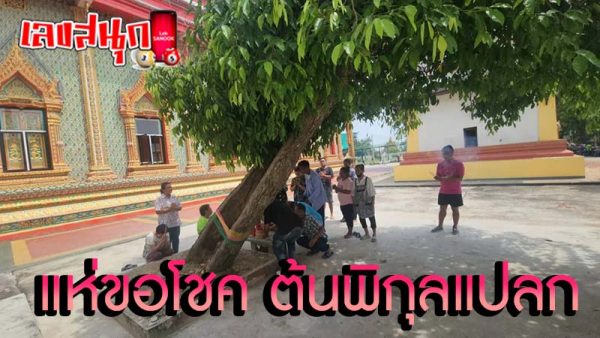 ความเชื่อ ต้นพิกุลแปลก -"Belief in the strange Pikun tree"