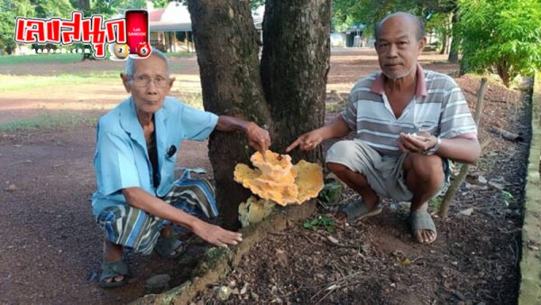 เลขเด็ดเห็ดสีทอง-"The best lucky number in the world"