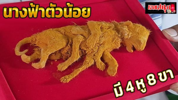 แมว 4 หู 8 ขา -"cat 4 ears 8 legs"