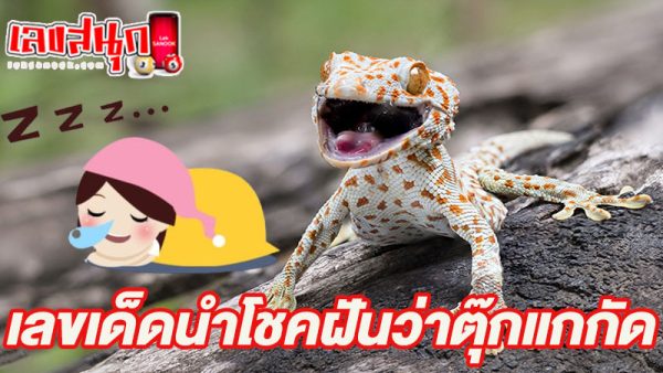 ฝันเห็นตุ๊กแกตัวใหญ่-"Dream of seeing a big gecko"