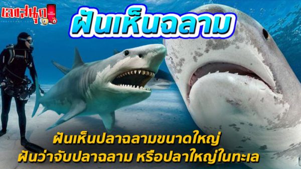 ฝันเห็นฉลาม-"Dream of seeing a shark"