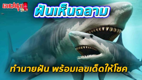 ฝันเห็นฉลามขาว-"Dream of seeing a white shark"