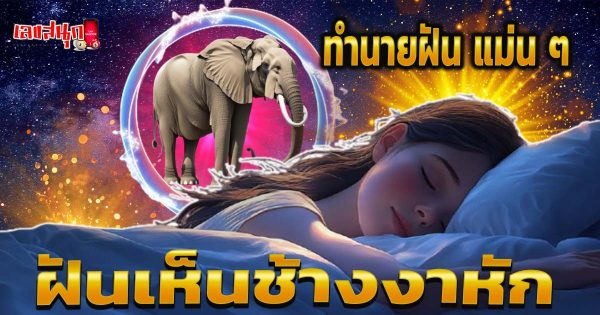 ฝันเห็นช้างงาหัก-"Dream of seeing an elephant with broken tusks"