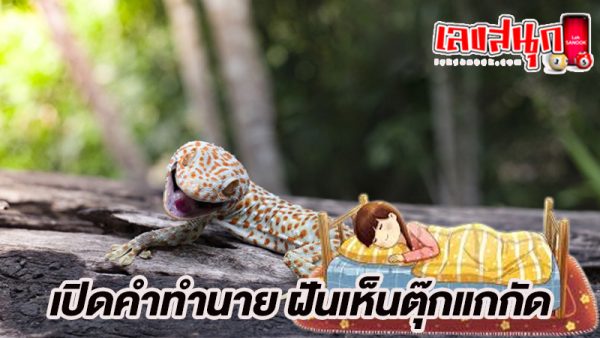 ฝันว่าตุ๊กแกกัด-"Dream of seeing many geckos"