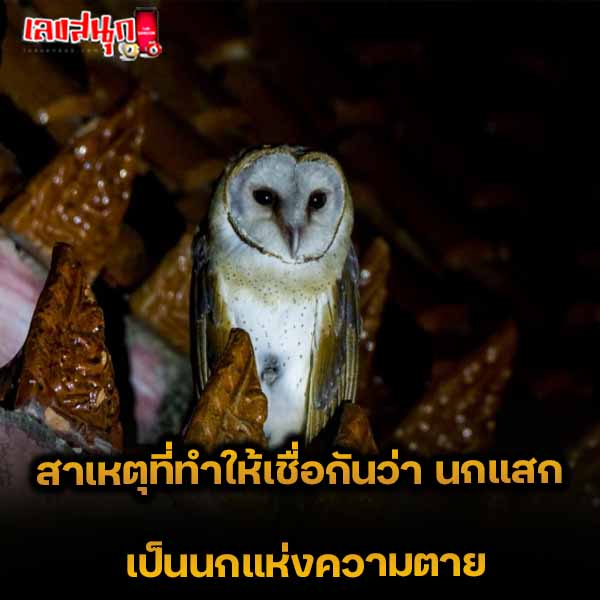 นกแสก เลี้ยงได้ไหม - "Can you raise an owl?"
