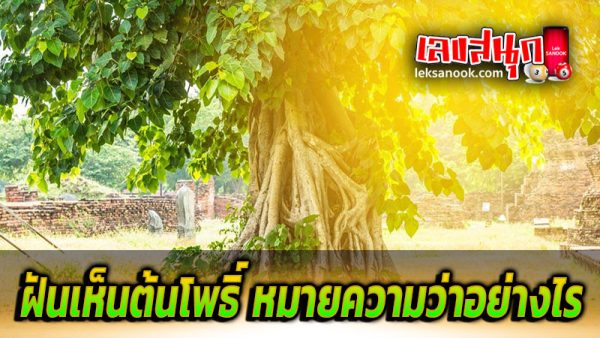 ฝันเห็นต้นโพธิ์-''Dream of seeing a Bodhi tree''