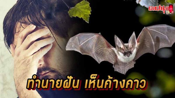 ฝันเห็นค้างคาว - "Dream of seeing bats"