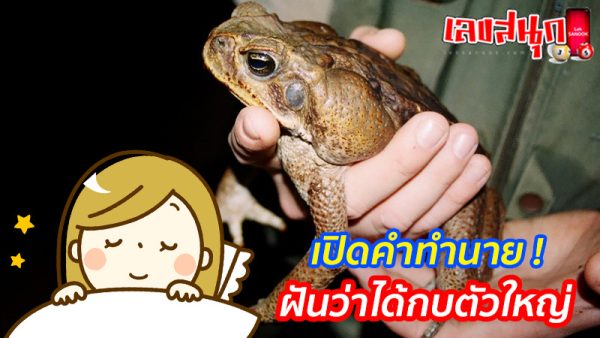 ฝันว่าได้กบตัวใหญ่-"Dreamed of getting a big frog"