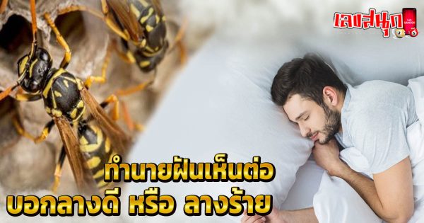 ฝันเห็นต่อ -"fun numbers beliefs"