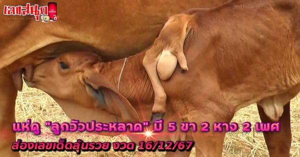 ส่องเลขเด็ด ลูกวัวประหลาด-"Look at the lucky numbers of a strange calf."