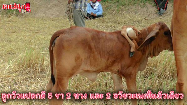 เลขเด็ด ลูกวัว-"Lucky number calf"