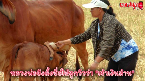 ส่องเลขเด็ด ลูกวัวประหลาด-"Look at the lucky numbers of a strange calf."