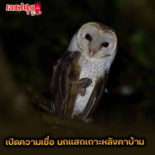 นกแสกเกาะหลังคาบ้าน - "Screech owl perched on the roof of the house"