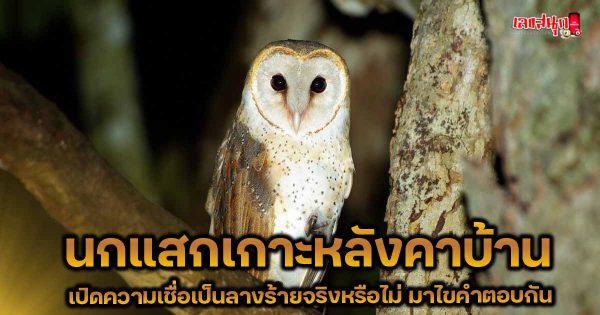 นกแสกเกาะหลังคาบ้าน - "Screech owl perched on the roof of the house"