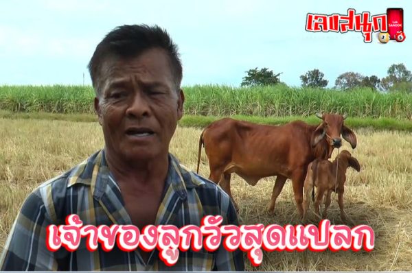 ลูกวัวประหลาด-"strange calf"
