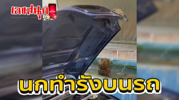 ทะเบียนรถ นกทำรัง - "Car registration bird nest"