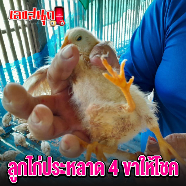 ลูกไก่ให้โชค - "Chicks bring luck "