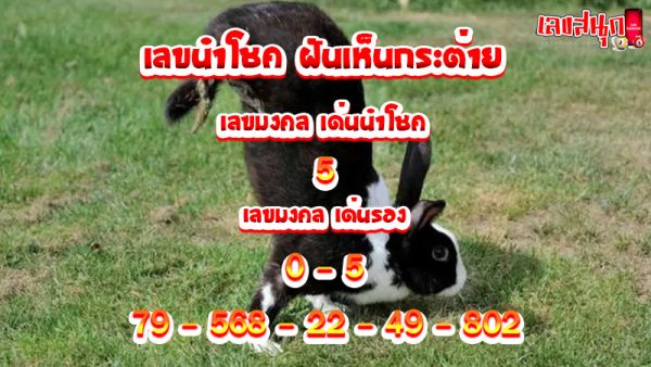 ฝันเห็นกระต่ายเป็นฝูง-"Dream of seeing a group of rabbits"