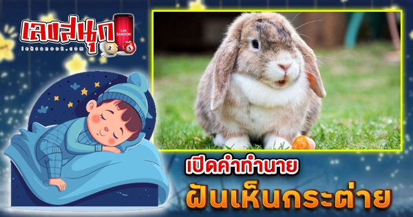 ฝันเห็นกระต่าย-"Dream of seeing a rabbit"