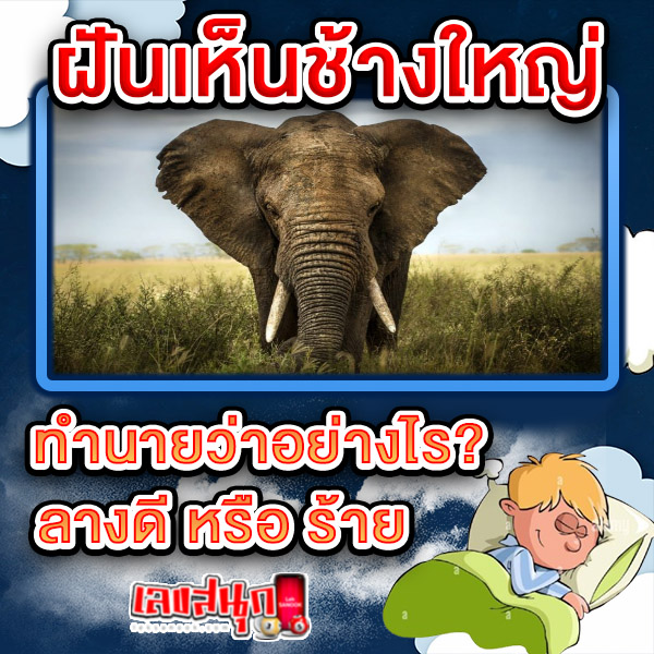 ฝันเห็นช้างใหญ่ -"Dream of seeing an elephant"