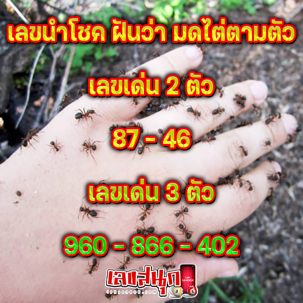 ฝันเห็นฝูงมดขึ้นบ้าน-''Dreamed of seeing a swarm of ants in the house''