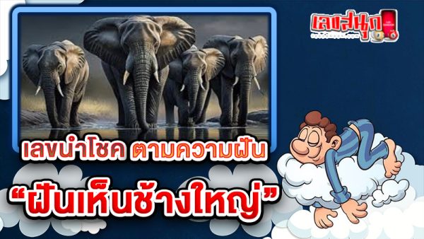 ฝันเห็นช้างใหญ่ เลขเด็ด -"Dreaming of seeing a big elephant, lucky numbers"