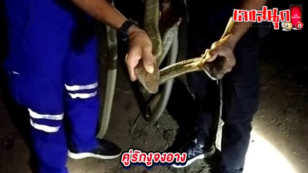 ฝันเห็นงูจงอางตัวใหญ่ เลขเด็ด-"Dreaming of seeing a large king cobra, lucky numbers"
