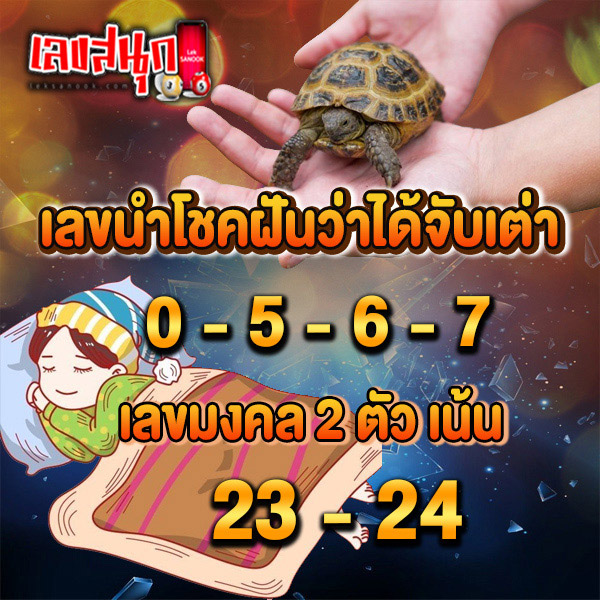 ฝันเห็นเต่า เลขเด็ด-"Dreaming of turtles, lucky numbers"