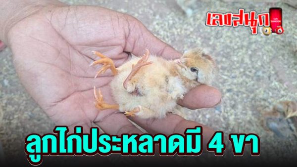 ลูกไก่ประหลาด - "Freaky chicks"