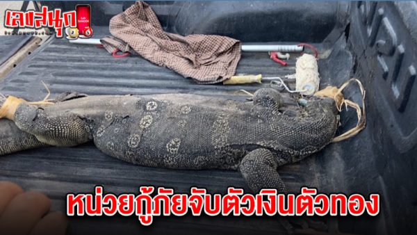 หน่วยกู้ภัยจับตัวเงินตัวทอง-"Rescuers capture gold coin"