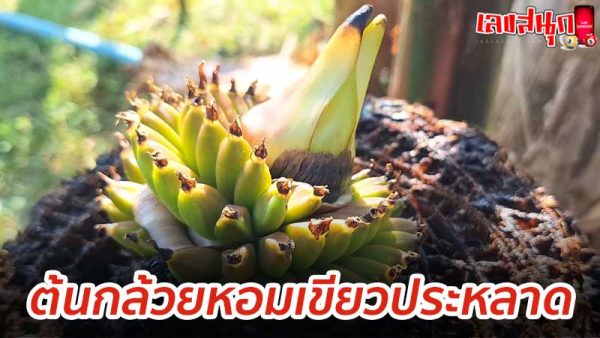กล้วย สายน้ำผึ้ง เตี้ย-"Short honey banana"