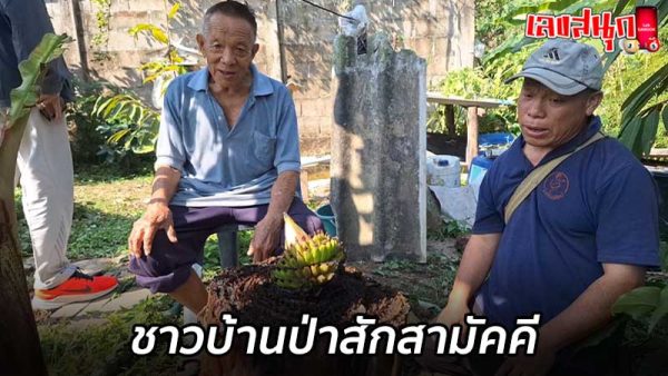 ต้นกล้วยแปลก-"Strange banana tree"