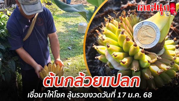 ต้นกล้วยแปลก-"Strange banana tree"