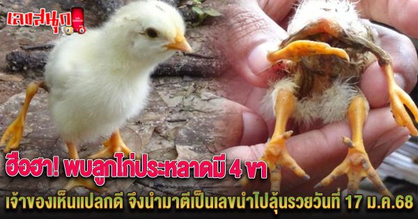 ลูกไก่ประหลาดมี 4 ขา - "famous people's fun numbers "