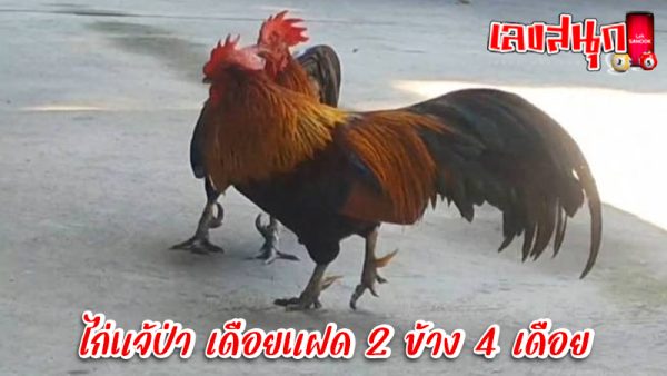 ไก่แจ้ป่ามี 4 เดือย-"Wild Bantam has 4 spurs."