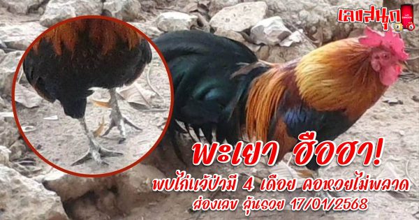 ไก่แจ้ป่ามี 4 เดือย-"famous people's fun numbers"