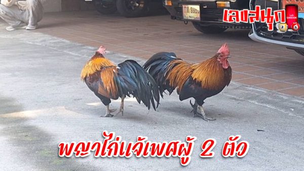 ไก่แจ้ตัวเมีย-"female bantam"