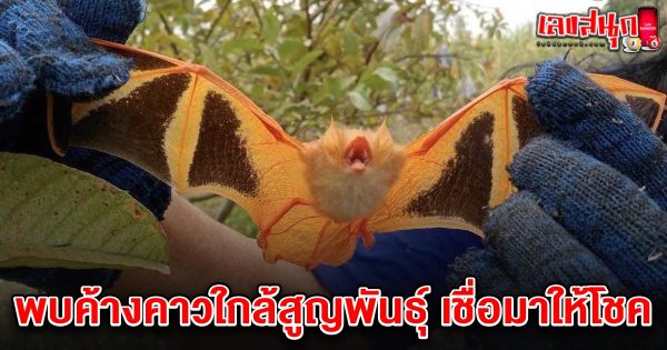 เลขค้างคาวยอดกล้วย 1/3/68 -"Famous people's fun numbers"
