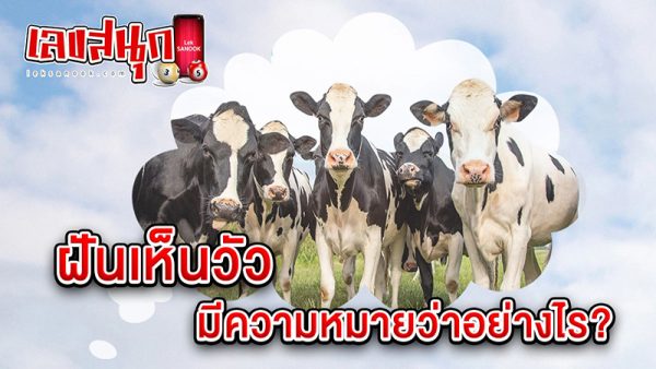 รูปภาพฝันถึงวัวของ heng99