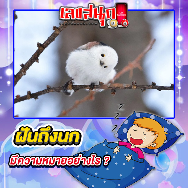 รูปภาพฝันถึงนกของ lekdedonline