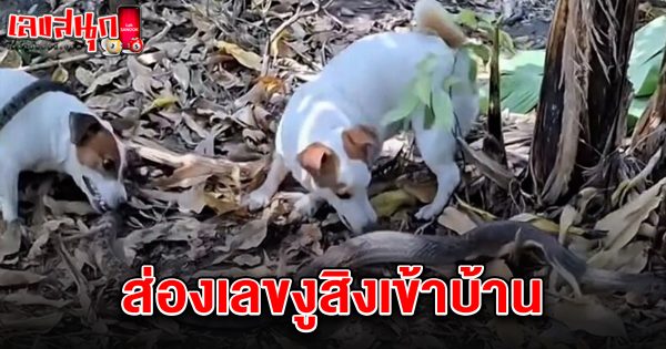 เลขงูสิงเข้าบ้าน 1/3/68 - "Number of snakes entering the house 1368"